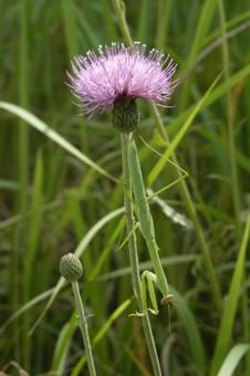 Thistle and Mantis, JPG Thistle and Mantis, JPG