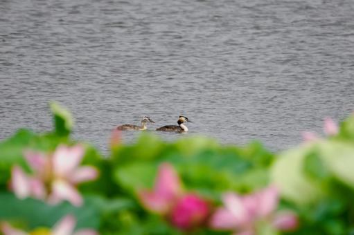 カンムリカイツブリの家族⒂ カンムリカイツブリの家族⒂の写真