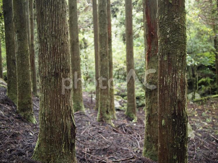 山の木々 自然,山,木の写真素材