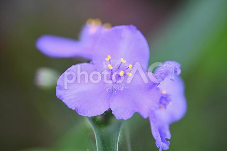 家の庭に咲いたムラサキツユクサの花 紫の花,ムラサキツユクサ,春の写真素材