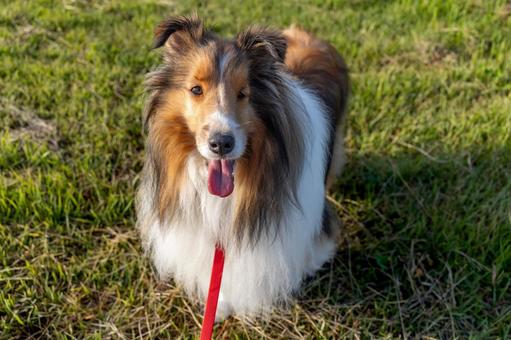 麗 レイ 麗 レイ 家庭犬,散歩,遊ぶの写真素材