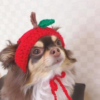 リンゴだわん リンゴだわん 犬,チワワ,ペットの写真素材