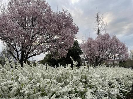 Photo, cherry blossoms, yukiyanagi, flower, 