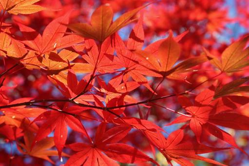 紅葉のアップ 秋の風景の写真