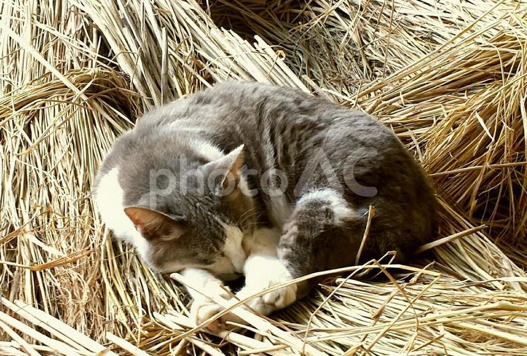 藁の上の猫 猫,可愛い,自然の写真素材