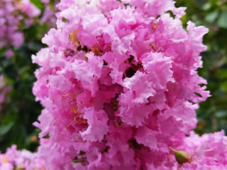 7月〜10月頃まで長期間咲く百日紅 7月〜10月頃まで長期間咲く百日紅 花,サルスベリ,ピンクの写真素材