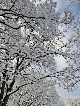初雪 初雪 雪,冬,北海道の写真素材