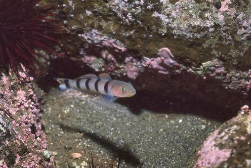 リュウグウハゼ リュウグウハゼ リュウグウハゼ,海,魚の写真素材