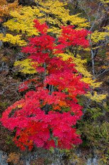 鳴子ダムの紅葉⒄の写真