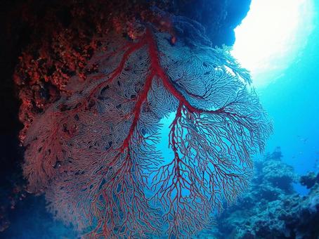 珊瑚礁 珊瑚礁の写真