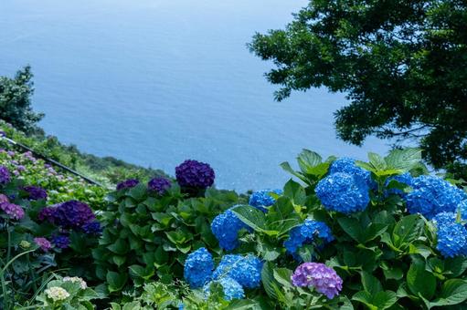 海と紫陽花 紫陽花,アジサイ,海の写真素材