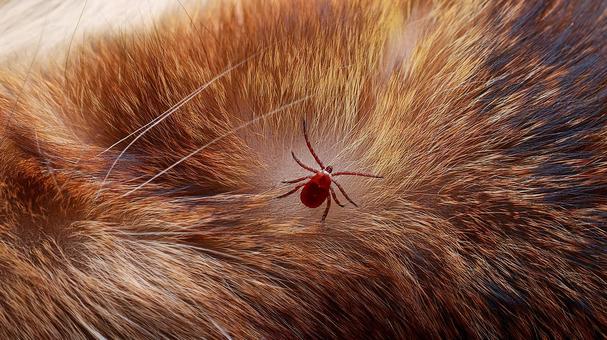 猫についたマダニ 猫についたマダニの写真