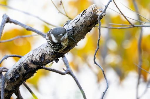 コゲラ⒄ 鳥,コゲラ,野鳥の写真素材