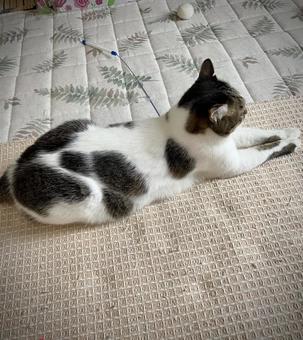 くつろぐ猫ちゃん くつろぐ猫ちゃん 猫,家猫,保護猫の写真素材