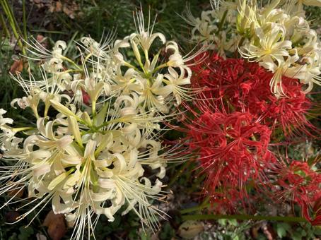 白と赤の彼岸花 白と赤の彼岸花 彼岸花,お彼岸,花の写真素材