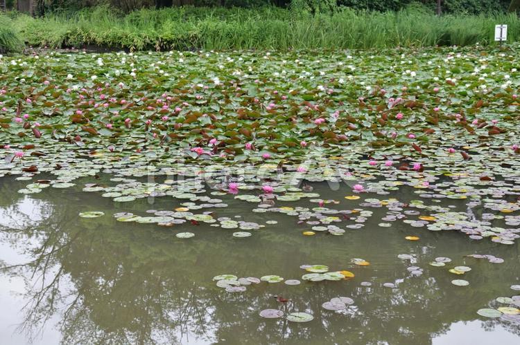 横浜, せせらぎ公園の池と睡蓮 睡蓮,スイレン,睡蓮の葉の写真素材