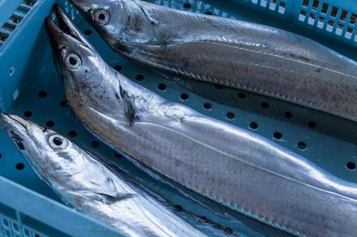 水揚げされた鮮魚1(田原市) 水揚げされた鮮魚1(田原市) 太刀魚,鮮魚,伊良湖の写真素材