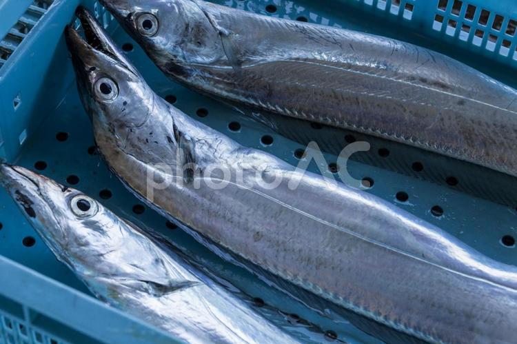 水揚げされた鮮魚1（田原市） 太刀魚,鮮魚,伊良湖の写真素材
