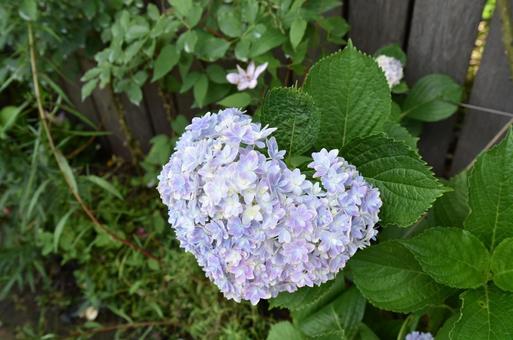 hydrangea9 hydrangea9の写真