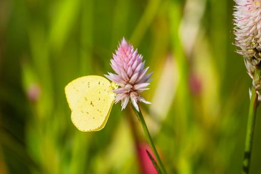 キチョウ⒀ 蝶,キチョウ,昆虫の写真素材