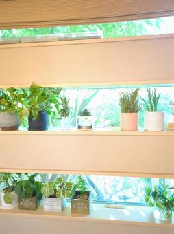 観葉植物　パイナップル　ピーチパイン パイナップル,ピーチパイン,観葉植物の写真素材