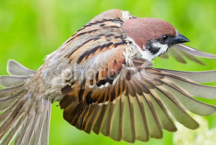飛んでいるスズメ、クローズアップ すずめ,スズメ,雀の写真素材