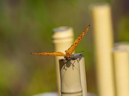 柵にとまる蝶 柵にとまる蝶 ツマグロヒョウモン,蝶,蝶々の写真素材