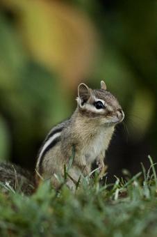 シマリス 生き物,動物,シマリスの写真素材