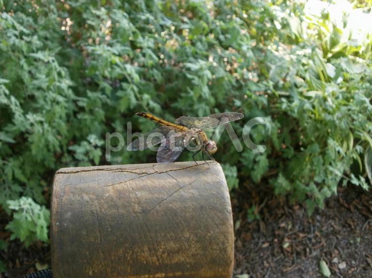 森のトンボ　ナツアカネ トンボ,とんぼ,昆虫の写真素材
