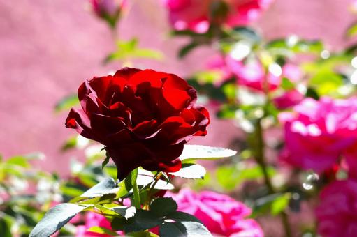 春秋に咲くバラの花(東京競馬場バラ園)1 春秋に咲くバラの花(東京競馬場バラ園)1 バラ,花,春の写真素材