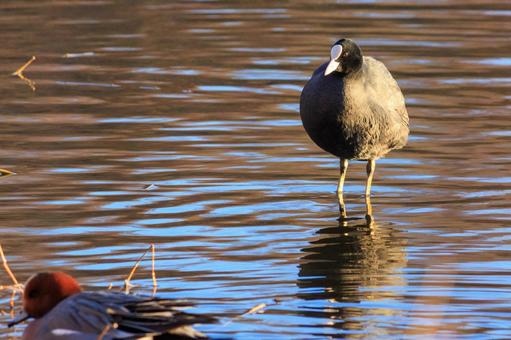 Photo, oh van, waterfowl, wild bird, 