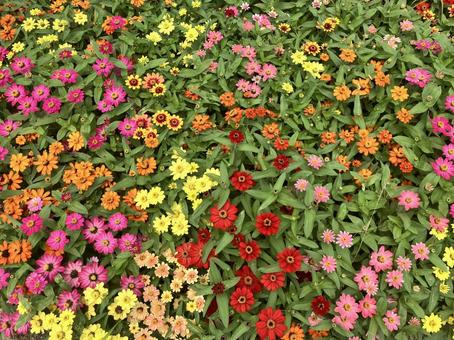 花のカーテン 花のカーテンの写真