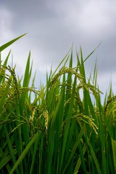 青空と緑の稲穂 稲穂,稲,水田の写真素材