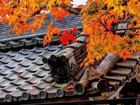 西教寺の紅葉 もみじ,秋,西教寺の写真素材