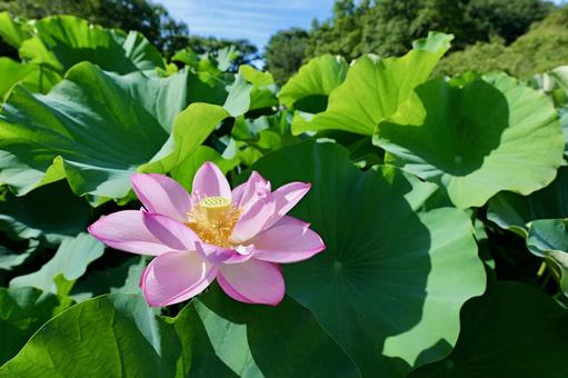 町田薬師池公園の大賀ハス 町田薬師池公園の大賀ハスの写真