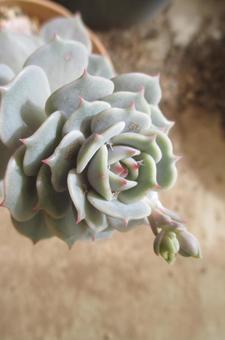 エケベリアの写真