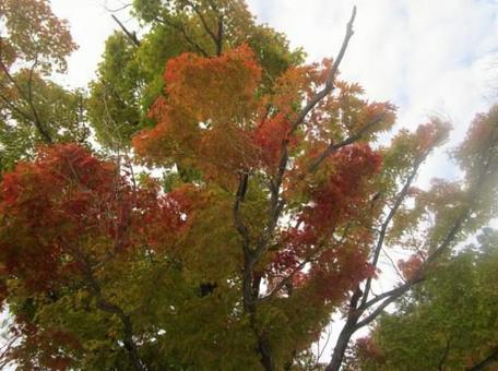 赤くなりつつある 秋,木,空の写真素材