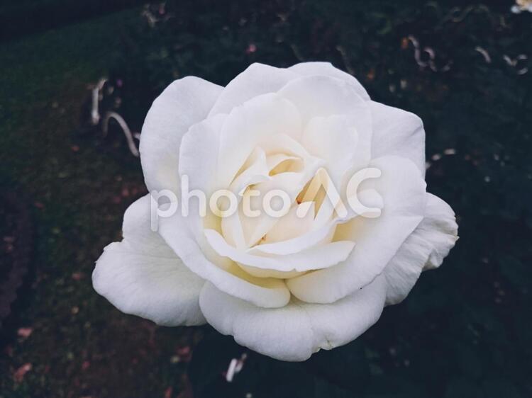 代々木公園の白バラ 白,白バラ,薔薇の写真素材