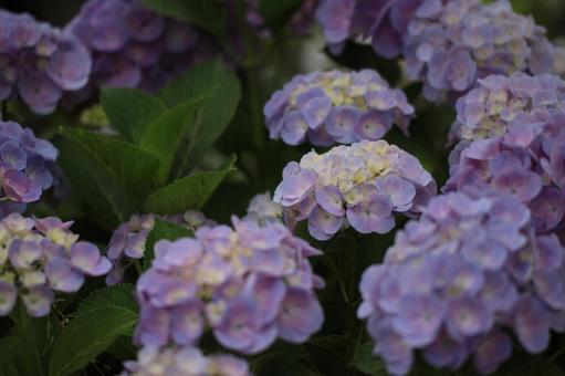 紫陽花 紫陽花の写真