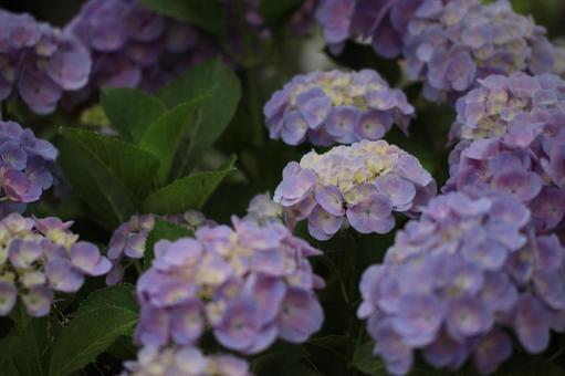 Photo, hydrangea, landscape, japan, 