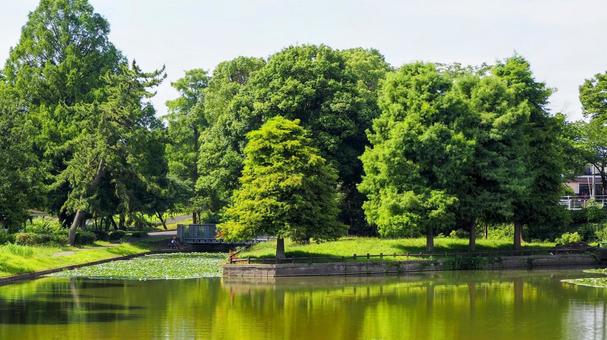 夏の水元公園・小合溜&緑の木々(葛飾区) 夏の水元公園・小合溜&緑の木々(葛飾区)の写真