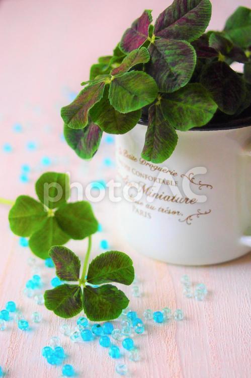 クローバーとマグカップ クローバー,春,幸せの写真素材