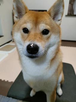 鼻に何かを付けてる柴犬です！ 犬,シバ,柴犬の写真素材