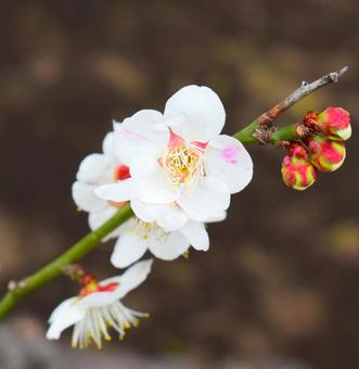 可憐な白梅 可憐な白梅の写真