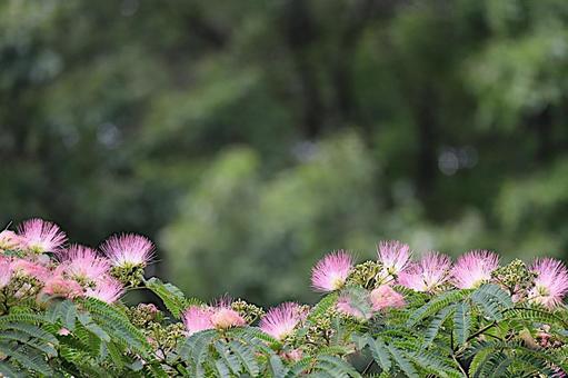 可愛いネムノキの花 可愛いネムノキの花の写真