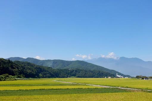 夏、黄色く色づいた稲穂の風景 伊那市 夏、黄色く色づいた稲穂の風景 伊那市 夏,青空,水田の写真素材
