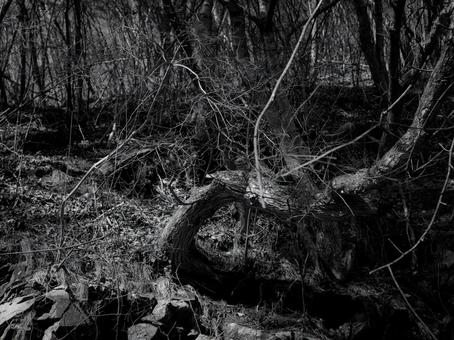 A monochrome image of a twisted tree., JPG