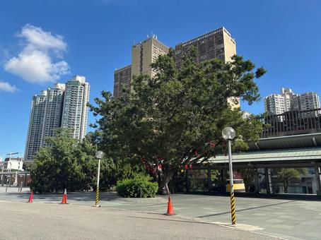 香港の高層ビルと大きな街路樹のある風景 香港,都市,高層ビルの写真素材