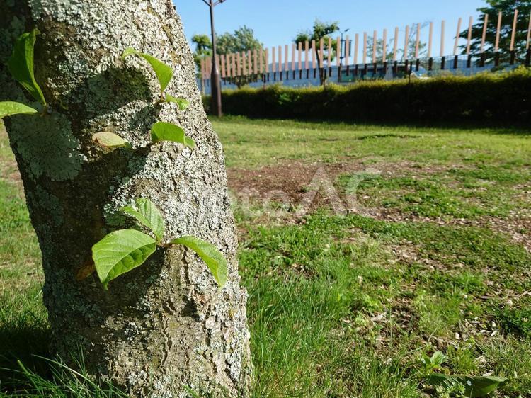 木のから生えた小さな枝と葉っぱ 木,葉っぱ,小さな枝の写真素材