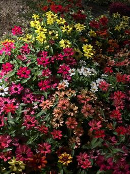 夜に映える百日草 夜に映える百日草 ジニア,百日草,花の写真素材